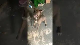 Update on Rescuing Leroy the DOG 🐶😀