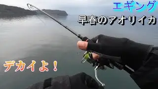 【エギング】早春のアオリイカ2キロアップ　イカパンチわかるかなあ
