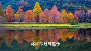 半生風霜一壺酒//月眉濕地落羽松-桃園市