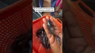 #ladyjagroventure #youngfarmer #catfish #fishfingerlings