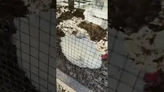Dirty Girl