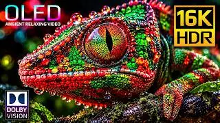 OLED Test 16K Dolby Vision HDR 120fps for 4K • 8K Video Ultra HD TVs