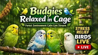 Budgies Relaxed in Cage 🌿🐤🐦 | Forest Environment Calm Live Stream | Stress Relief Birds