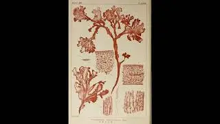 J Dilla ~ Flying Lotus ~ Knxwledge type beat 'trees'