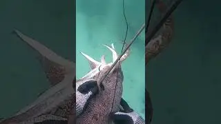 Spearfishing cuttlefish