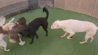 The Barking Dog Ltd. - Scottsdale Daycare. 01/04/2026