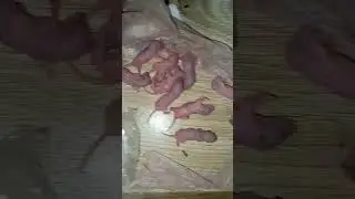 mouse babies in sa Kuch b save ni ha 🥴😩#jerry k rishtedar #Tom KO Bola na pare GA #tomandjerry