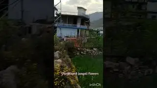 #short #short video#Uttrakhand 💚🥰jungali flowers #🌼🌿fuladi#YouTube short#green prakriti UK#