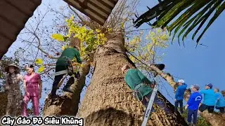 Cưa những cây Gáo Đỏ siêu khủng gần nhà / Cutting down the giant Red Gáo trees near my house | P188