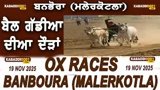 Banboura (Malerkotla) Ox Races Live 19 Nov 2025