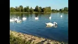 Labudovi jezero &Scaron;oderica Koprivnica 10-07-2016