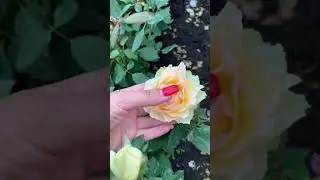 Фавориты и &laquo;неудачливые сорта&raquo;