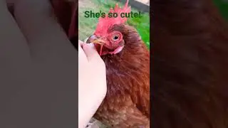 Friendly and cute chicken likes to be petted!