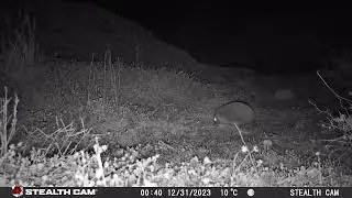 Algerian hedgehogs (Atelerix algirus) on the Tindaya plains, Fuerteventura, January 2024