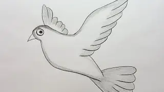 Dove drawing easy step by step!! Flying dove drawing!! flying bird drawing!! how to draw a dove