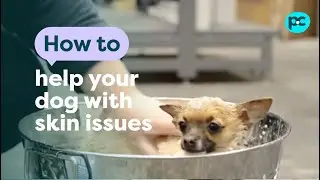 How to help your #dog with skin issues | PET CIRCLE
