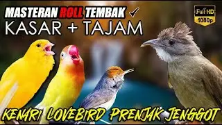 #10 MASTERAN MURAI BATU ROLL TEMBAK KASAR ISIAN CUCAK JENGGOT, KENARI, PRENJAK, LOVEBIRD
