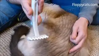 Best Cat Comb for Long Hair: EZ-Groomer Cat Shedding Comb Product Review Video - Floppycats