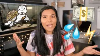 How Much Does It Cost to Keep a Turtle? (calculating electricity and water costs)