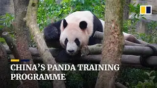 China trains pandas to be reintroduced into the wild as species recovers from endangered status