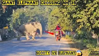 Wild Elephants Took Over Highway 🐘😱|| #assamanimals 