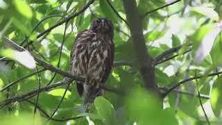 Northern Boobook. Owl. Singapore
