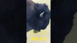 Bison Fight for Mating Rights | Wow Amazing Fight Watch till the END ! #bisonshorts