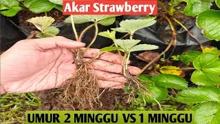 Perbandingan Akar Strawberry Umur 2 Minggu VS Umur 1 Minggu || Bibit Strawberry dari Sulur
