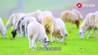 《天下最美的草原》呼斯楞