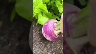Let&rsquo;s pull a turnip! #shorts #turnip #raisedbedgardening