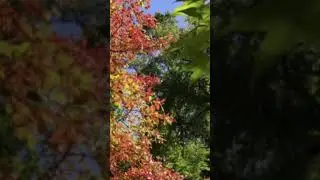 🌸 Музыка для Работы и Учёбы  Атмосфера осени 🎶