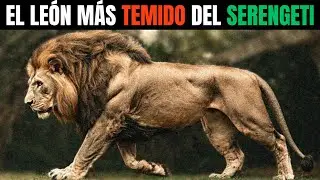 LE&Oacute;N &ndash; KIRON: EL MONARCA GIGANTE QUE GOBERN&Oacute; EL SERENGETI