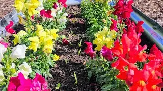 Planting Winter Hardy Flowers 🌼 🌸