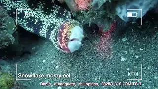 snowflake moray eel