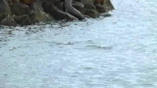 SeaLions NewportOR
