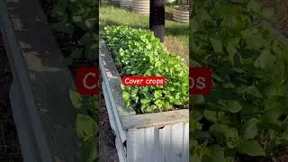 Покровные культуры в саду #ключевыефермы #сад #садоводство