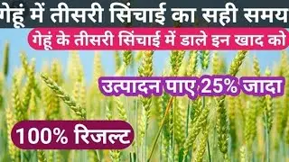 गेहूं की तीसरी सिंचाई कब करें? 🚿 इस एक गलती से 25% पैदावार कम हो जाती है!