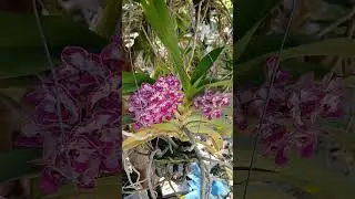 ช้างพราย 2, 060169, #flowers , #orchids