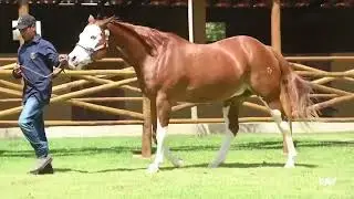 06   EMBRIAO   APOLLO VM X GUNNERS ROSE   TRANS