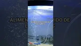 Alimentaci&oacute;n ideal para tus GUPPYS #acuariofilia #peces #acuario #alimentos #guppy