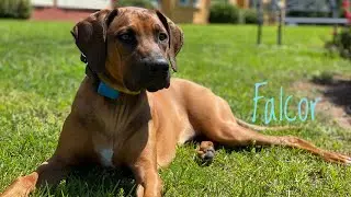 6mo Rhodesian Ridgeback (Falcor) Best Dog Trainers in Florida