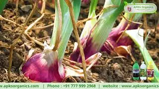 Onion Online Farmer Mr. Shamesh Gani  giving feedback about our Products