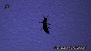 STAPHYLIN Odorant/Ocypus olens ! BRUITX