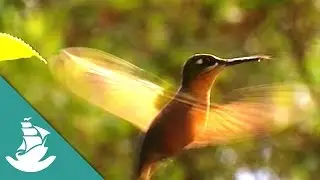 Alas para Brasil - ¡Ahora en Alta Calidad! (Documental Completo)