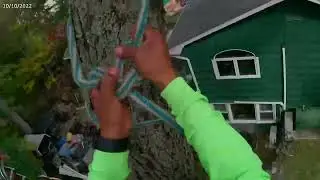 Claudio tree care