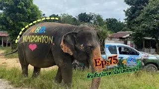Ep.75 ต้นสับปะรด HBD.NAMDOHYON 🙏🙏 | แสงดาว Story