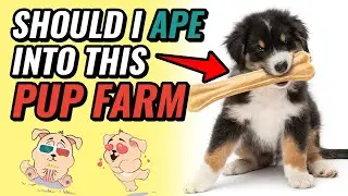 Should I Ape Into POLYPUP!?!? | MoreCoin