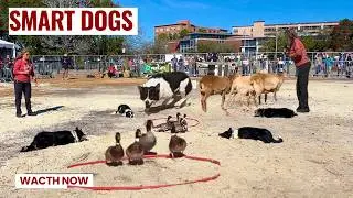 SEWE 2026 |Sheep & Duck Herding Demos. Charleston, South Carolina