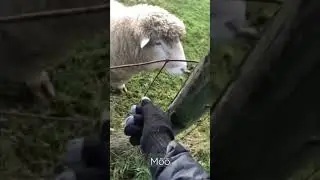 Deep sheep