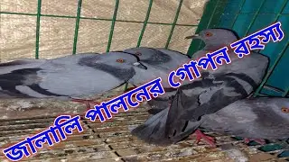 জালালি পালন করতে সবচেয়ে বেশি দরকার যা | Jalali Kobutor palon poddhoti | way of Wild pigeon nursing